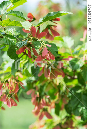 Maple tree branch with red samara seeds hanging from green leaves. Maple tree branch with red samara seeds hanging from green leaves. 141284707