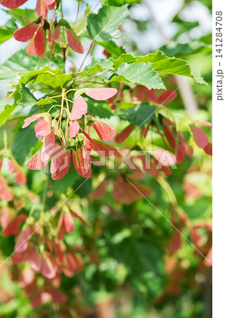 Red maple seeds hanging on tree branch. Samara fruit cluster in spring forest. Red maple seeds hanging on tree branch. Samara fruit cluster in spring forest. 141284708