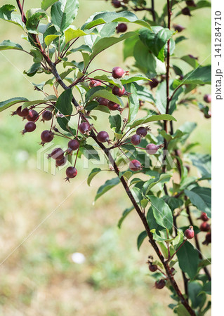 Small dark red berries growing on a branch of wild apple tree. Small dark red berries growing on a branch of wild apple tree. 141284710