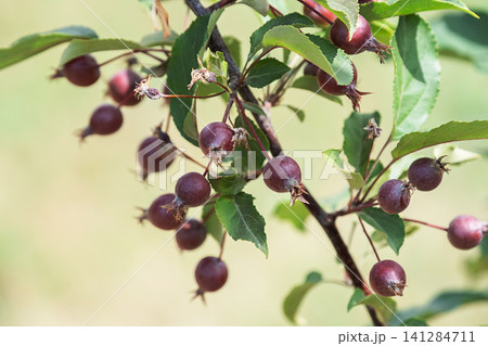 Small dark purple crabapple fruits hanging on tree branch. Small dark purple crabapple fruits hanging on tree branch. 141284711