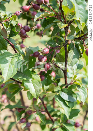 Branch of crabapple tree with small red fruit. 141284713