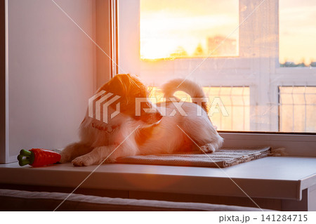 Jack Russell Terrier puppy resting on sunny windowsill. Jack Russell Terrier puppy resting on sunny windowsill. 141284715