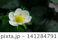 イチゴの花クローズアップ 141284791