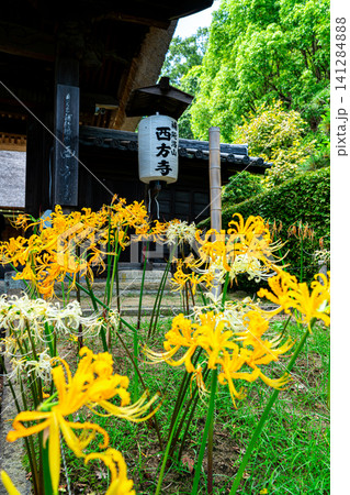 【神奈川県】横浜市の西方寺に咲く美しい彼岸花 【神奈川県】横浜市の西方寺に咲く美しい彼岸花 141284888