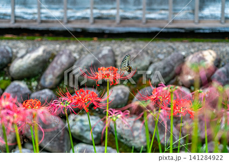 【神奈川県】横浜市の西方寺に咲く美しい彼岸花 【神奈川県】横浜市の西方寺に咲く美しい彼岸花 141284922