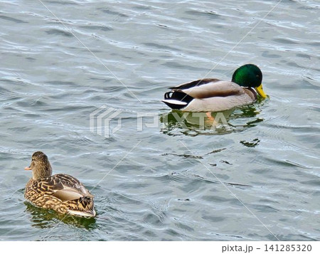 公園の池で優雅に泳ぐマガモのオスとメス 公園の池で優雅に泳ぐマガモのオスとメス 141285320