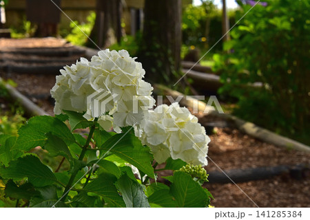 静岡県 三島スカイウオークの紫陽花 静岡県 三島スカイウオークの紫陽花 141285384