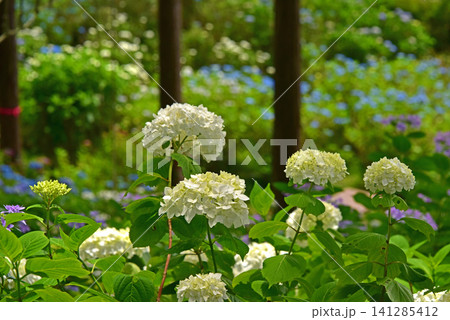 静岡県 三島スカイウオーク 一面の紫陽花 静岡県 三島スカイウオーク 一面の紫陽花 141285412