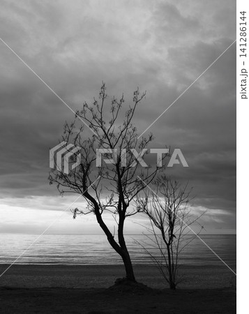 Moody beach landscape with lone tree shadow Moody beach landscape with lone tree shadow 141286144