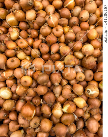 Natural farm onions on market display Natural farm onions on market display 141286167