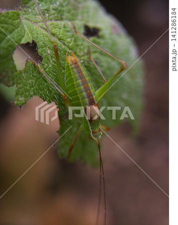 Tiny green bug resting on a fresh leaf Tiny green bug resting on a fresh leaf 141286184