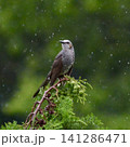 雨の日のヒヨドリ 「雨やんだ？ふってる？」 141286471