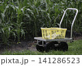雨のトウモロコシ畑と収穫用運搬カート 141286523