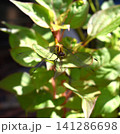 植物にとまる黄色いトンボ 141286698