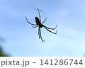 青空と蜘蛛の巣　シロガネグモ 141286744