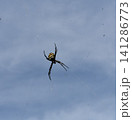 青空と蜘蛛の巣　コガネグモ　黒い蜘蛛 141286773