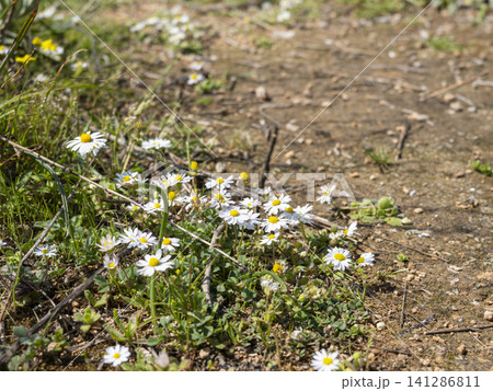 Wild daisies blooming in summer meadow Wild daisies blooming in summer meadow 141286811