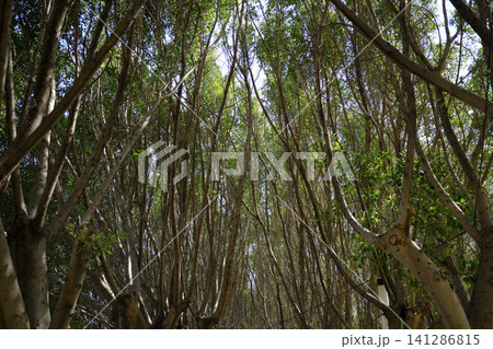 Fresh woodland scenery with blooming nature 141286815