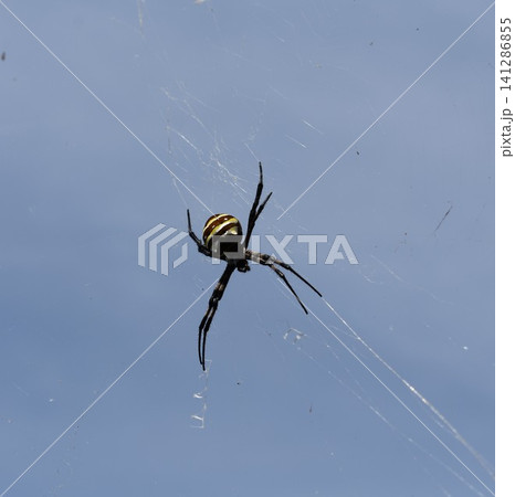 青空と蜘蛛の巣 コガネグモ 大きな蜘蛛 青空と蜘蛛の巣 コガネグモ 大きな蜘蛛 141286855