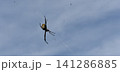 青空と蜘蛛の巣　コガネグモ　大きな蜘蛛 141286885