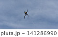 青空と蜘蛛の巣　大きな蜘蛛　コガネグモ 141286990