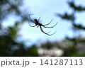 蜘蛛の巣にとまるシロガネグモ 141287113