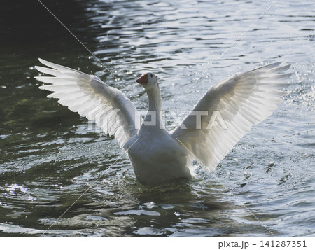 cute goose in the lake 141287351