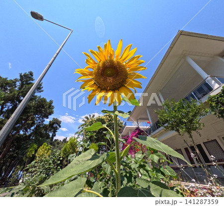 Yellow sunflower in a garden on a sunny summer day Yellow sunflower in a garden on a sunny summer day 141287359