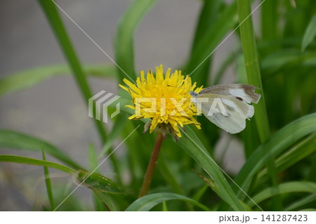 タンポポの蜜を吸うモンシロチョウ(寺坂棚田/秩父郡横瀬町大字横瀬) タンポポの蜜を吸うモンシロチョウ(寺坂棚田/秩父郡横瀬町大字横瀬) 141287423