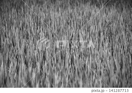 rice field in black and whire rice field in black and whire 141287713