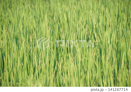 golden rice field in golden sunshine in afternoon 141287714