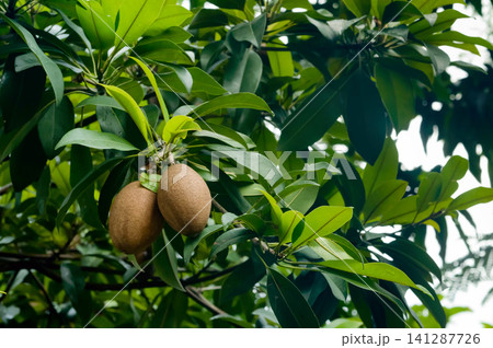 many sapodilla fruits on their tree that almost ready to be picked. many sapodilla fruits on their tree that almost ready to be picked. 141287726