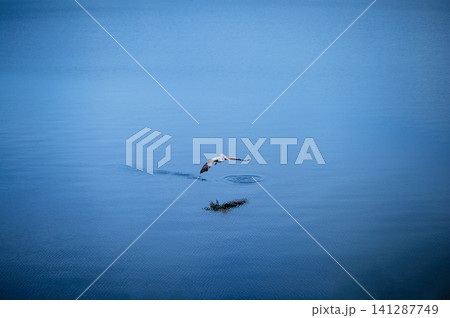 pelican landing on lake's surface pelican landing on lake's surface 141287749