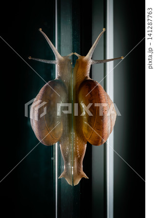 a small snail walks slowly past the mirror floor with a reflection shadow in the dark background a small snail walks slowly past the mirror floor with a reflection shadow in the dark background 141287763