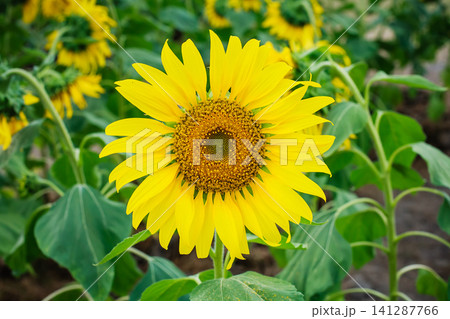 big blooming yellow sunflower with many seeds in nature crop field big blooming yellow sunflower with many seeds in nature crop field 141287766
