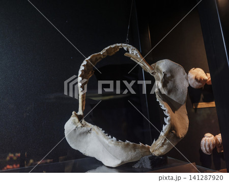 Tiger shark jaw skeleton with sharp teeth close-up Tiger shark jaw skeleton with sharp teeth close-up 141287920