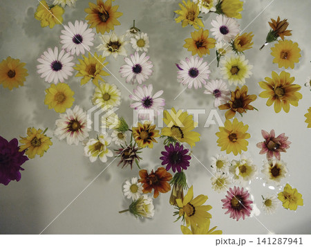 colorful beautiful flowers in the tub 141287941