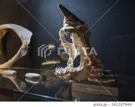 White shark skull with sharp teeth close-up White shark skull with sharp teeth close-up 141287949