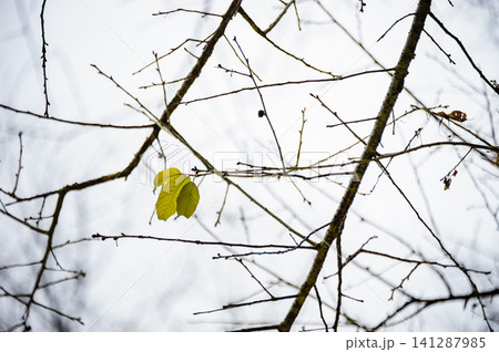 last leaves on that tree in winter sky last leaves on that tree in winter sky 141287985