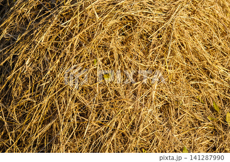 a photo of golden dry straw for background a photo of golden dry straw for background 141287990
