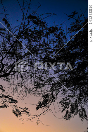 silhouette tree branches in twilight sky with graduated blue-orange color that looked scary and suited for halloween background or some horror picture in vertical scenephoto with gain and noise silhouette tree branches in twilight sky with graduated blue-orange color that looked scary and suited for halloween background or some horror picture in vertical scenephoto with gain and noise 141288016