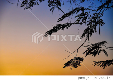 silhouette tree branches in twilight sky with graduated blue-orange color that looked scary and suited for halloween background or some horror picture in landscape scenephoto with gain and noise silhouette tree branches in twilight sky with graduated blue-orange color that looked scary and suited for halloween background or some horror picture in landscape scenephoto with gain and noise 141288017
