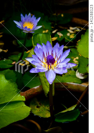 viotet lotus viotet lotus 141288123