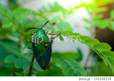A metallic wood-boring beetle, Jewel beetle, Buprestid (Sternocera aequisignata) in nature A metallic wood-boring beetle, Jewel beetle, Buprestid (Sternocera aequisignata) in nature 141288134