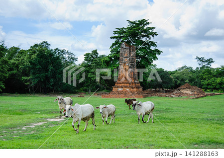 Cows walk pass an abandoned temples Cows walk pass an abandoned temples 141288163