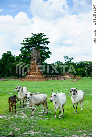 Cows walk pass an abandoned temples Cows walk pass an abandoned temples 141288164