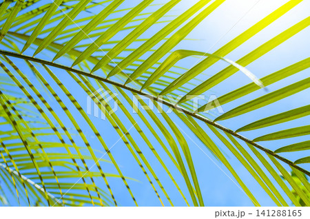 vivid green palm leafs in very colourful blue sky at noon in a long day of summer with very strong sunlight that put a saturated color texture and some shade on some part of there leaves vivid green palm leafs in very colourful blue sky at noon in a long day of summer with very strong sunlight that put a saturated color texture and some shade on some part of there leaves 141288165