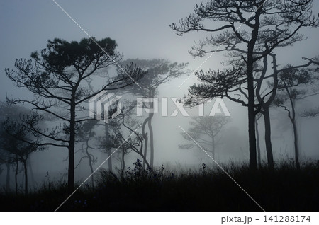 thai's pine wood with foggy scene in evening before sunset after a heavy rain 141288174