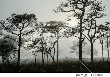 thai's pine wood with foggy scene in evening before sunset after a heavy rain thai's pine wood with foggy scene in evening before sunset after a heavy rain 141288182