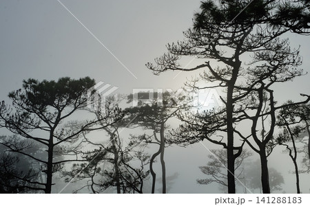 thai's pine wood with foggy scene in evening before sunset after a heavy rain thai's pine wood with foggy scene in evening before sunset after a heavy rain 141288183